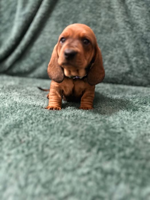 Mascul teckel cu Pedigree FCI