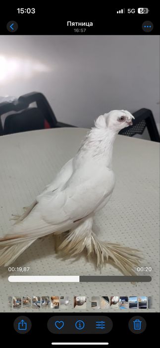 Самец гульбадам голуби