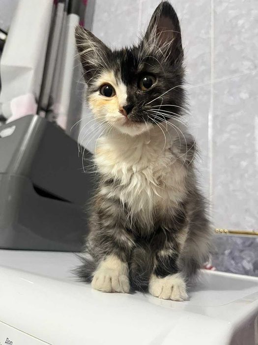 Котенок девочка ищет теплый дом!!!