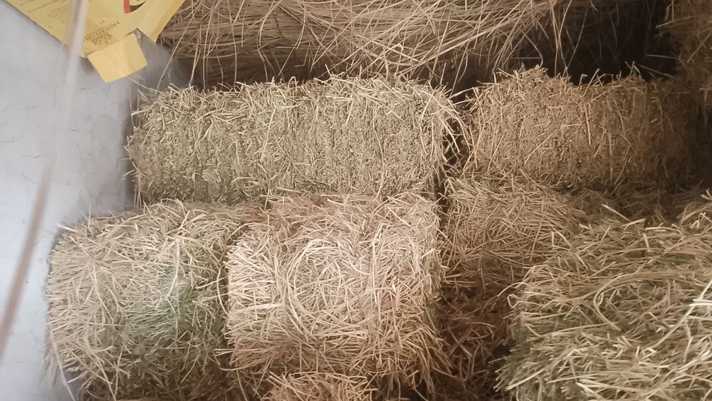 Сомон бугдой и шоли беда. Бугдой дон