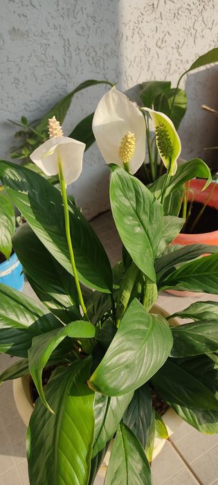 Женское счастье, денежное дерево