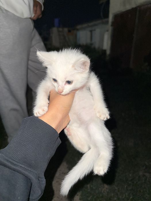 Котенок белого цвета девочка