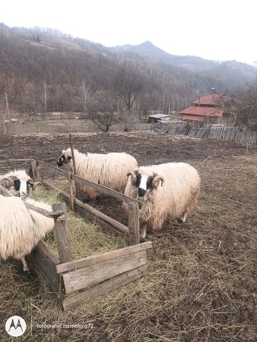 Berbeci de vânzare!