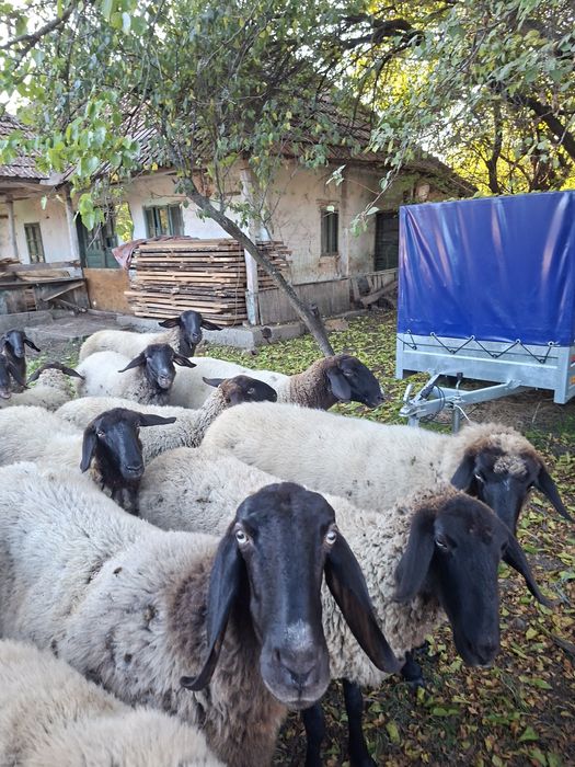 Vând oi, miele, berbec