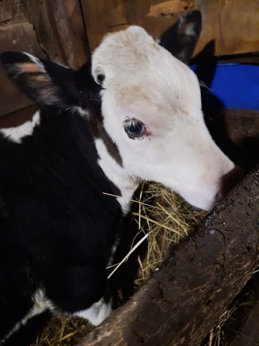 Продам телочку 2 месяца