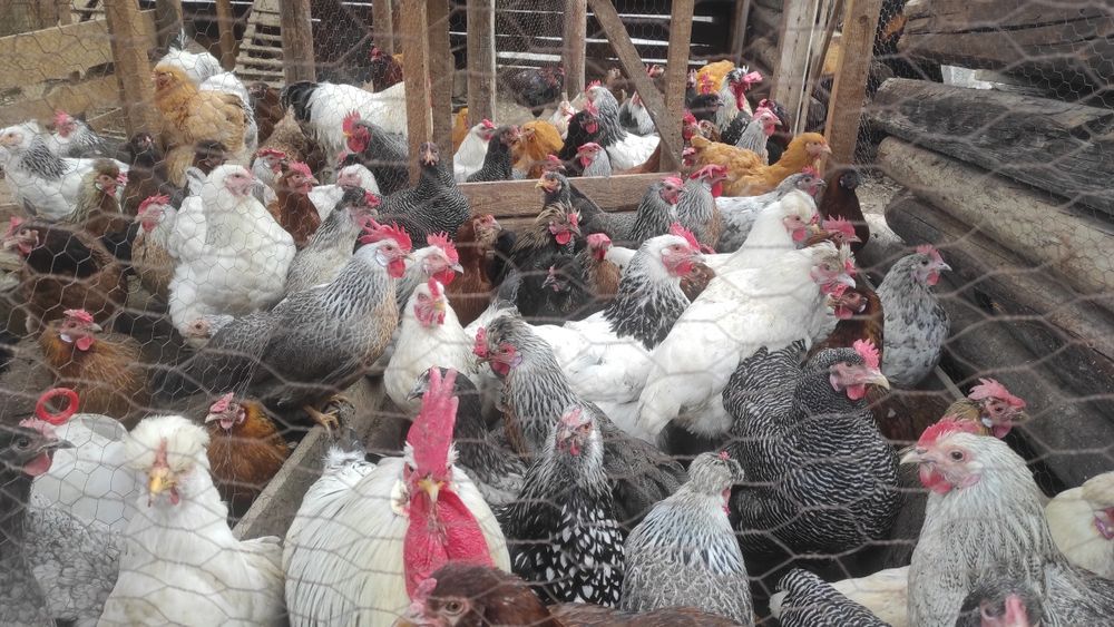 Oua de incubat  rasa mixta