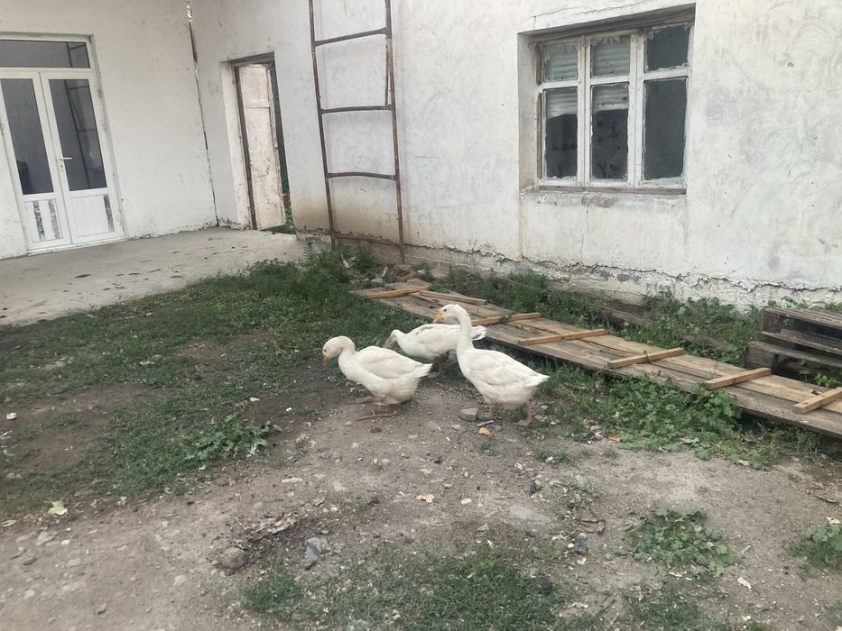 Urdak g’ozlar bor bolari bilan