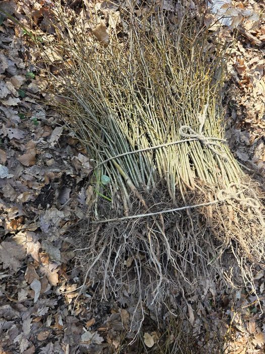 Puieții teii argintiu mirositor