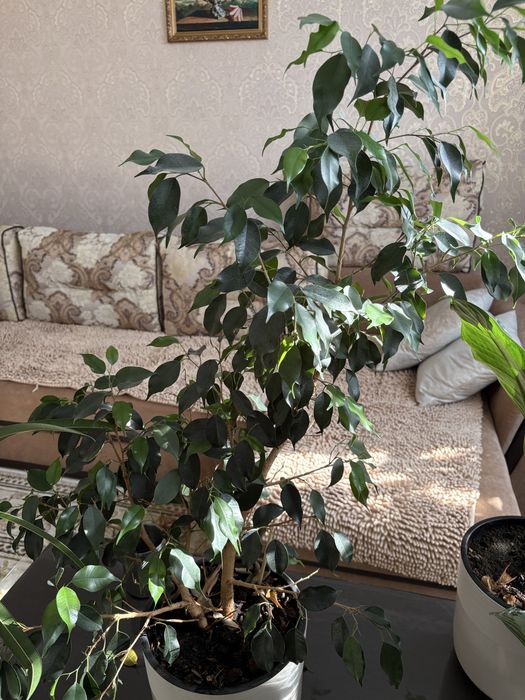Фикус Бенджамина, фикус  Циатистипула, фикус Али
