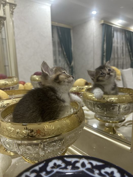 Продам милых котят