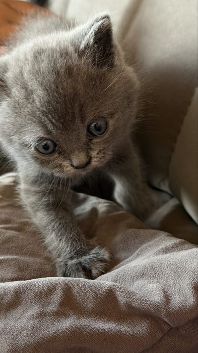Отдам котенка 2 месяца
