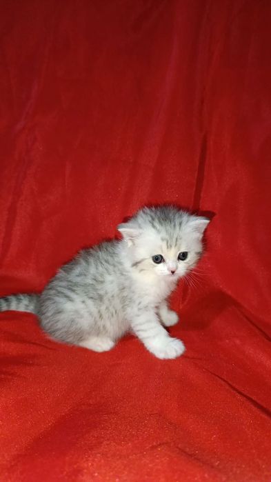 Продаются котята