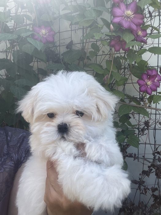 Мальтезе разных возрастов