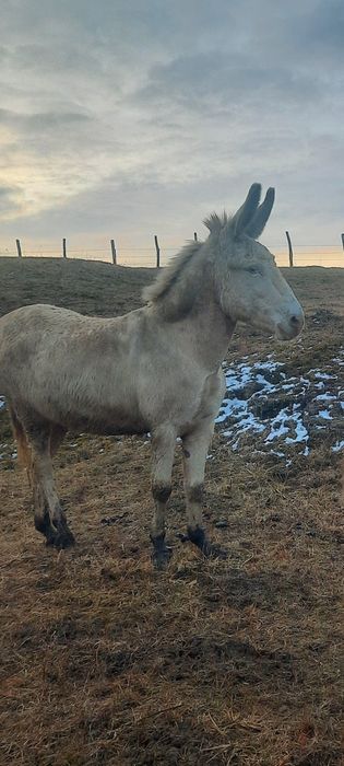 magarita rară albă de Barok