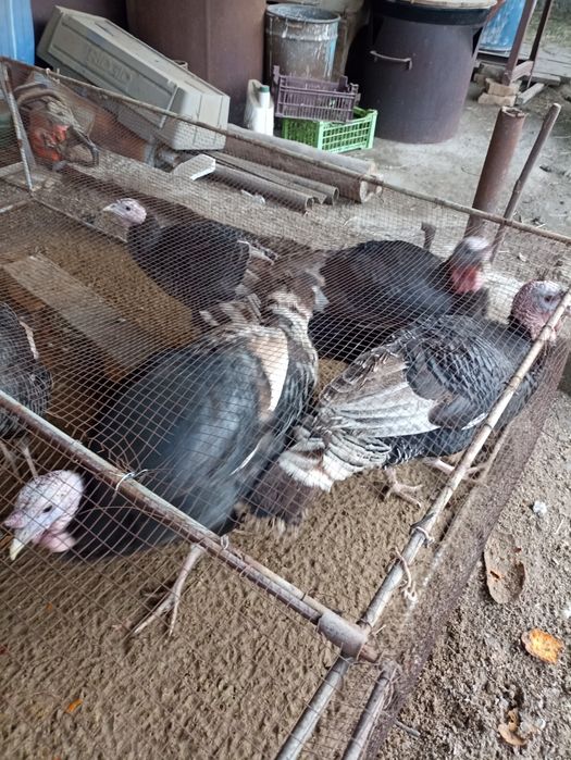 Куркалар бир жойда сотилади