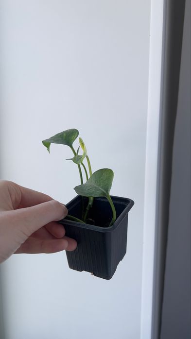 Голдфингер голдфингер