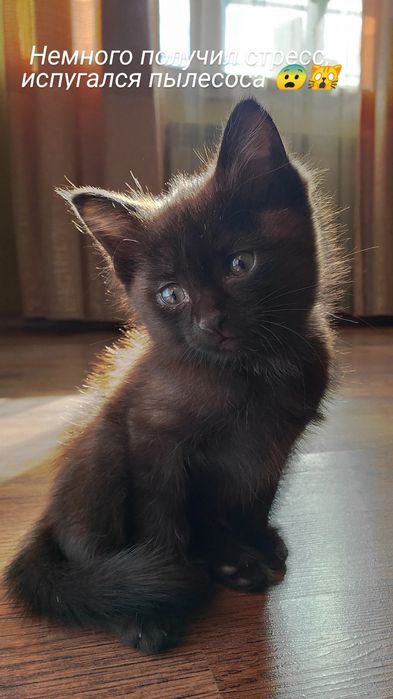 Котята воспитанные, ухоженные