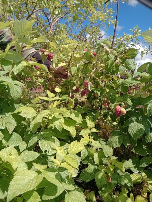 Продам дачу район Новопавловки