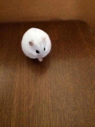 Хомяки джунгарики