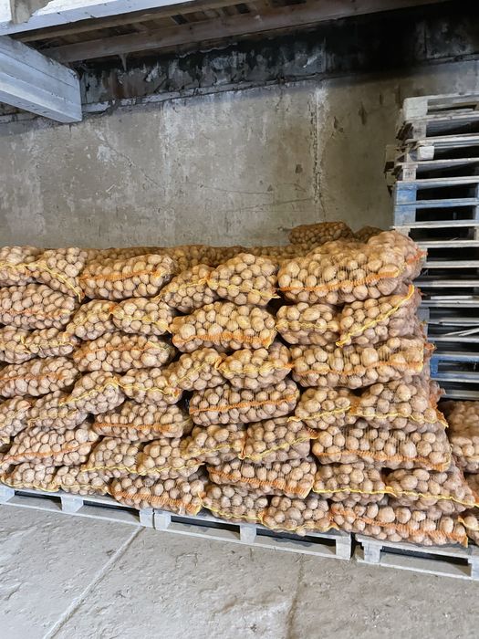 Cartofi  consum  Alb și Roșu (0,8 lei)