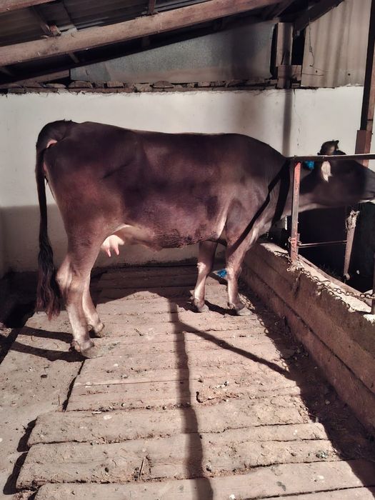 Продам дойную корову