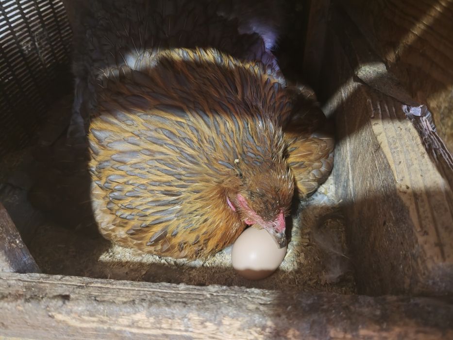 Продается курица квочка(клушка)