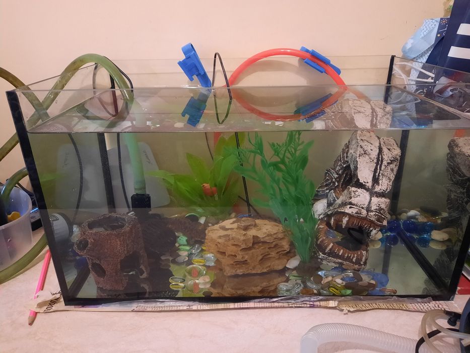 Тритонов продам в комплекте