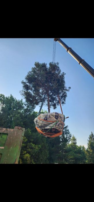 Пересадка Деревьев Дарахт Кучириш экиш ва парваришлаш
