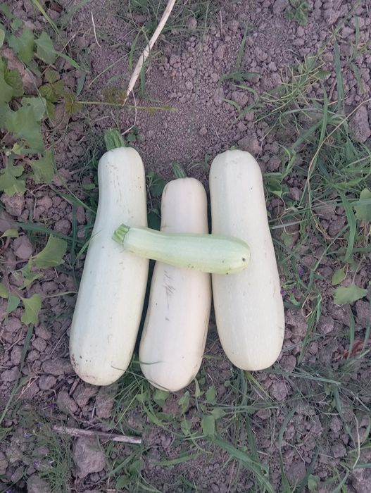 Mollar uchun tayyor yem-kabachki