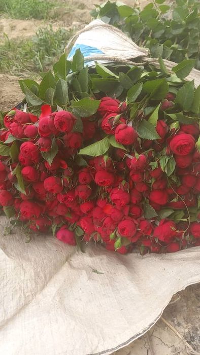 Atirgul koʻchatlari bor sotiladi 16 hil tayor pachkalap koʻmilgan