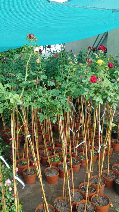 Щамбови рози в контйнери