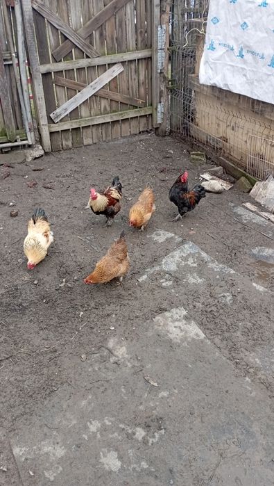 Vând pitici de găină