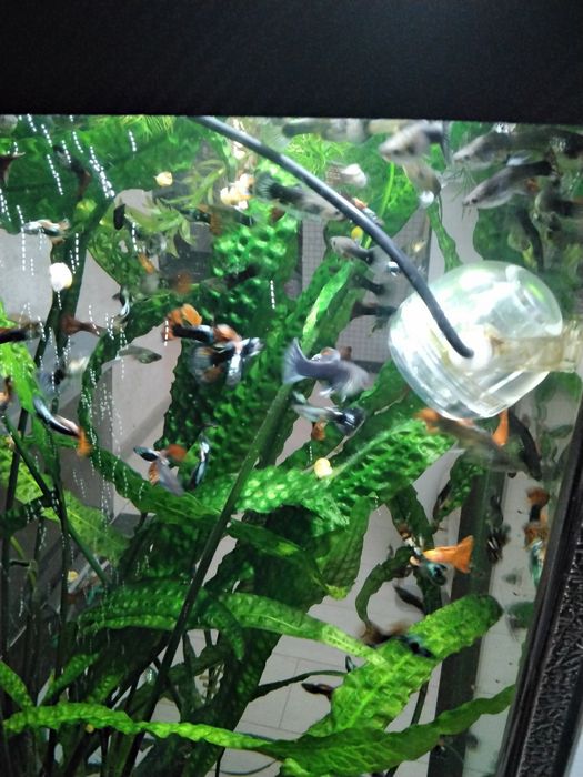 Аквариумные рыбки