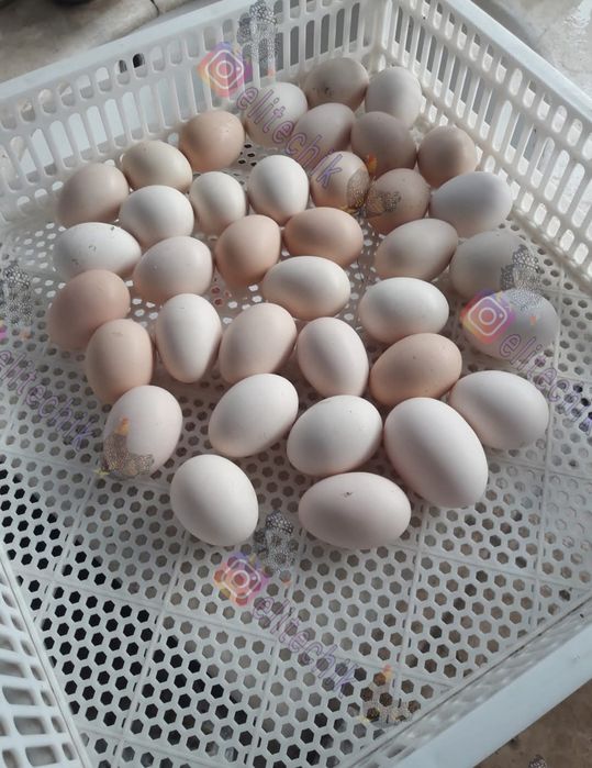 Бресс гальские быстрорастущие яйца