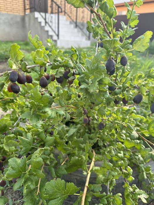 Продам  трехуровневый коттедж