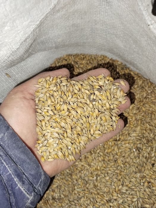 Арпа сатылады. Продается ячмень чистый