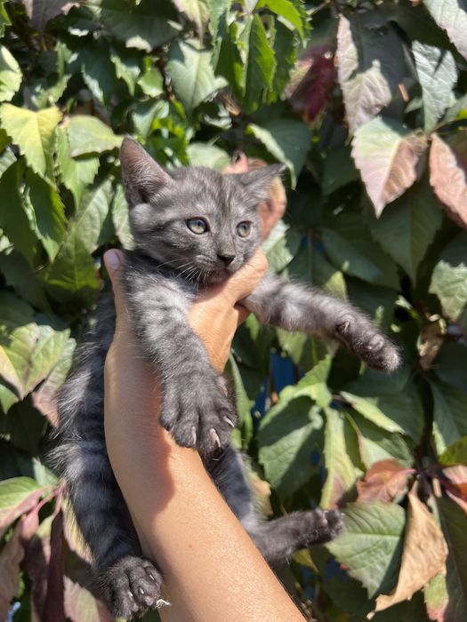 Миленькие котята