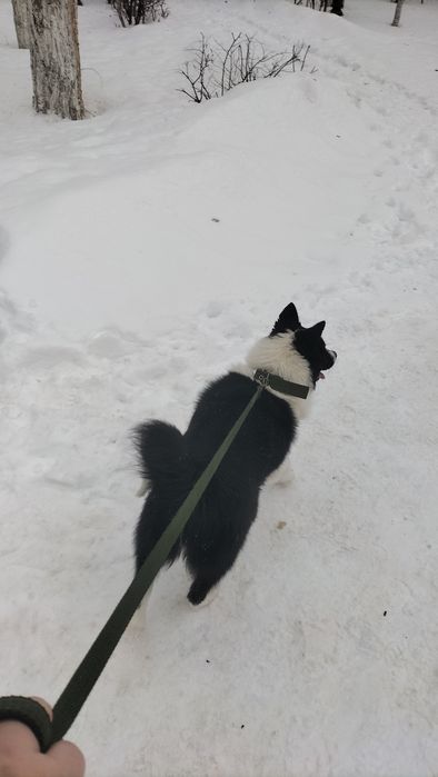 Ищем кобеля на вязку