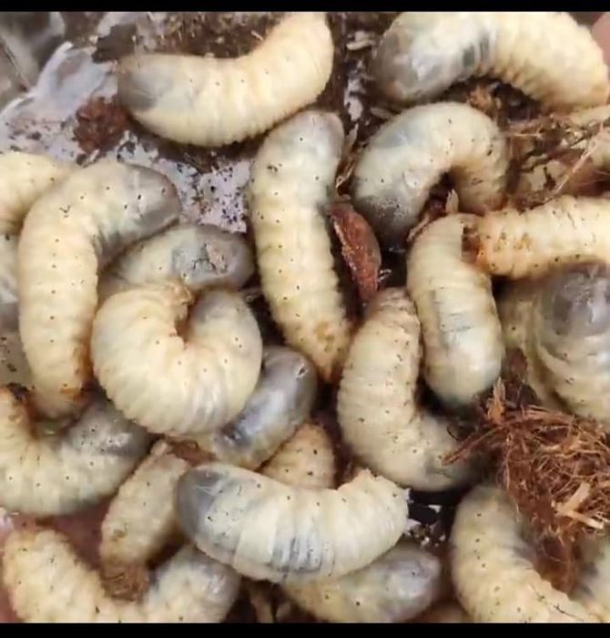 Личинки Для рыбалка