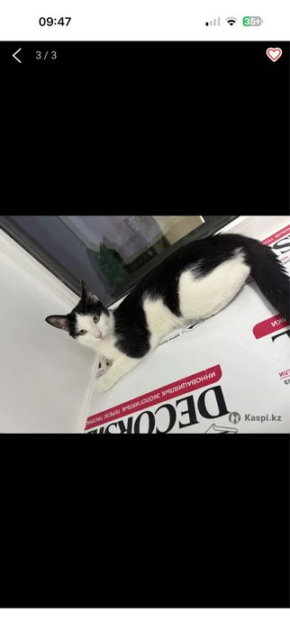 отдам котенка в доврые руки