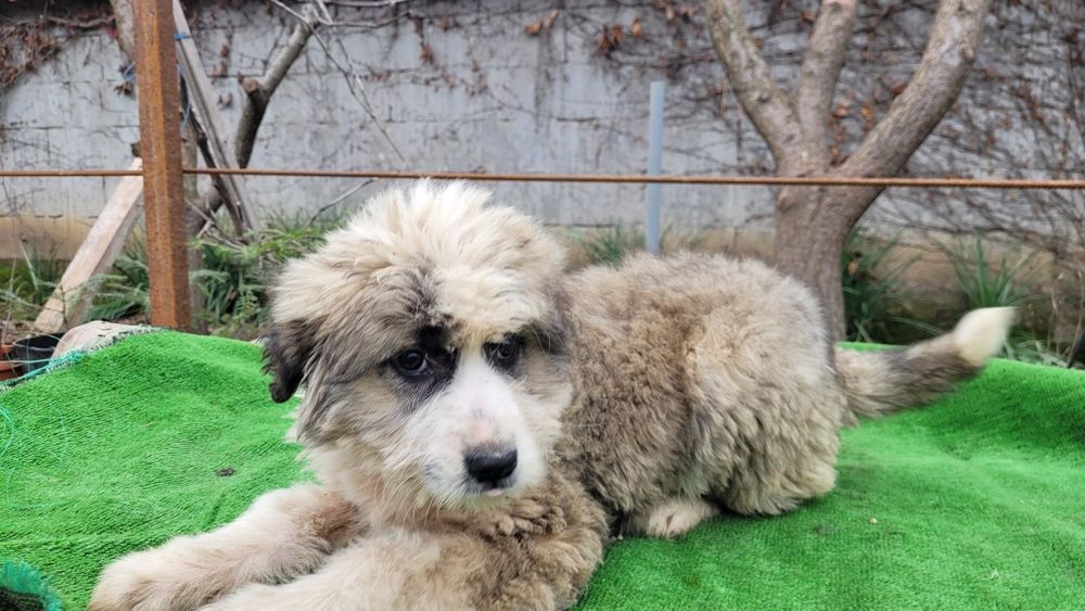 Ciobanesc  românesc Barack.