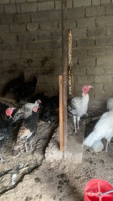 Продам домашних индюков