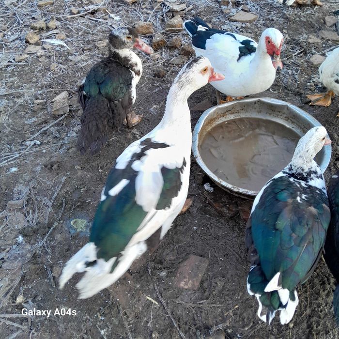 Vând rațe mute din 2025