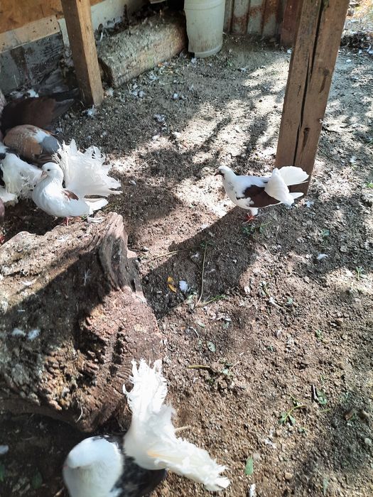 Porumbei voltați, indieni