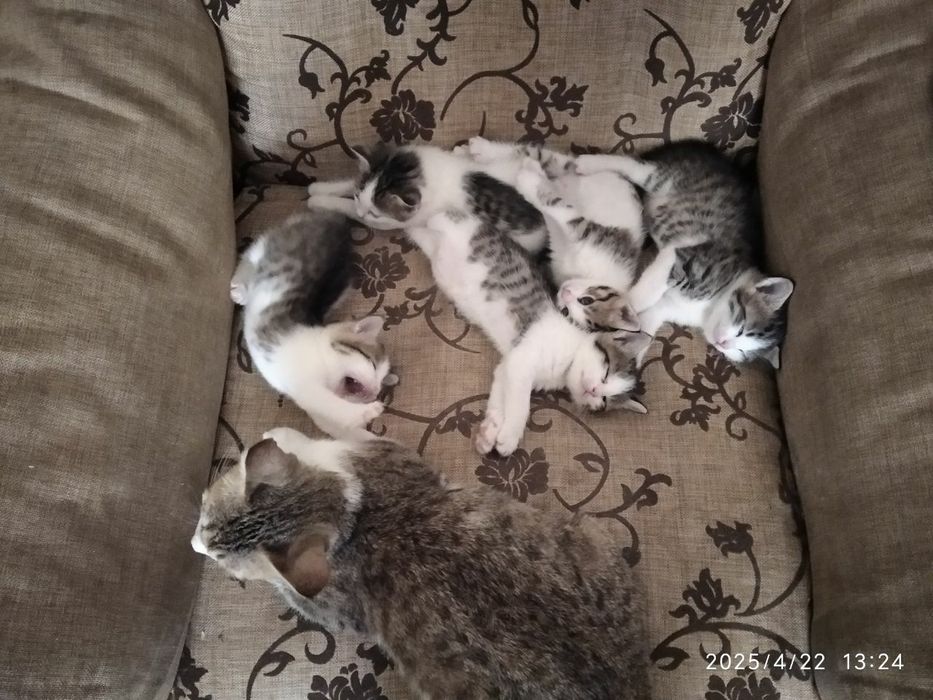 Mushuk bolalari onasi hadiyaga beriladi yahshi qollarga