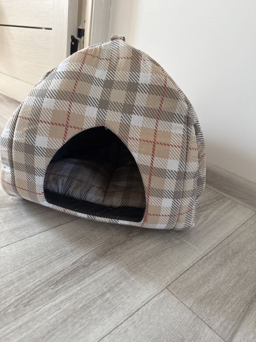 Кошка Шотландский вислоухий