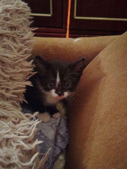 Отдам котят в добрые руки