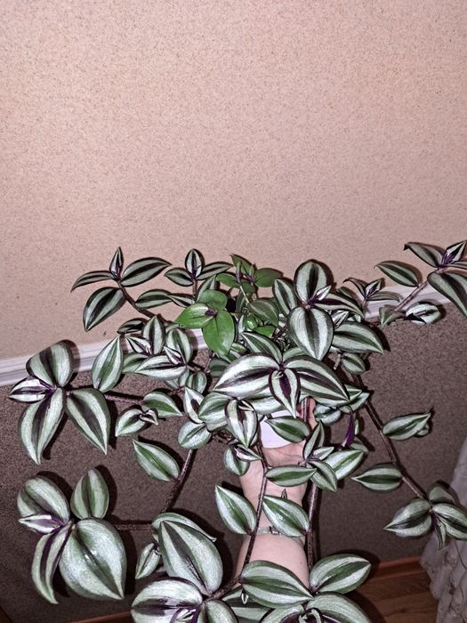 Продаю зебрины серебристые