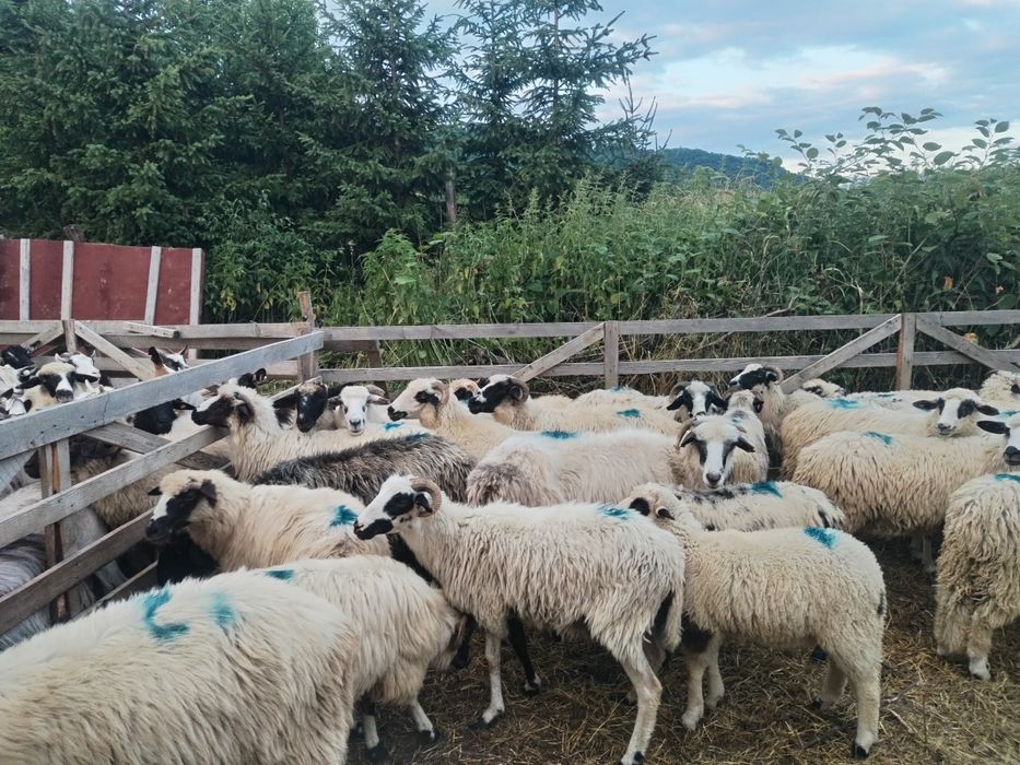 Își caută alta casă oi bune vând sau schimb cu vaci
