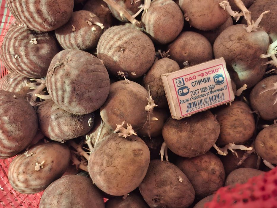 Продам семеной картофель